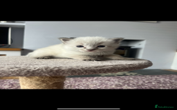 Ragdoll cats for sale: Gorgeous pedigree Ragdoll kittens for sale  - Image 4