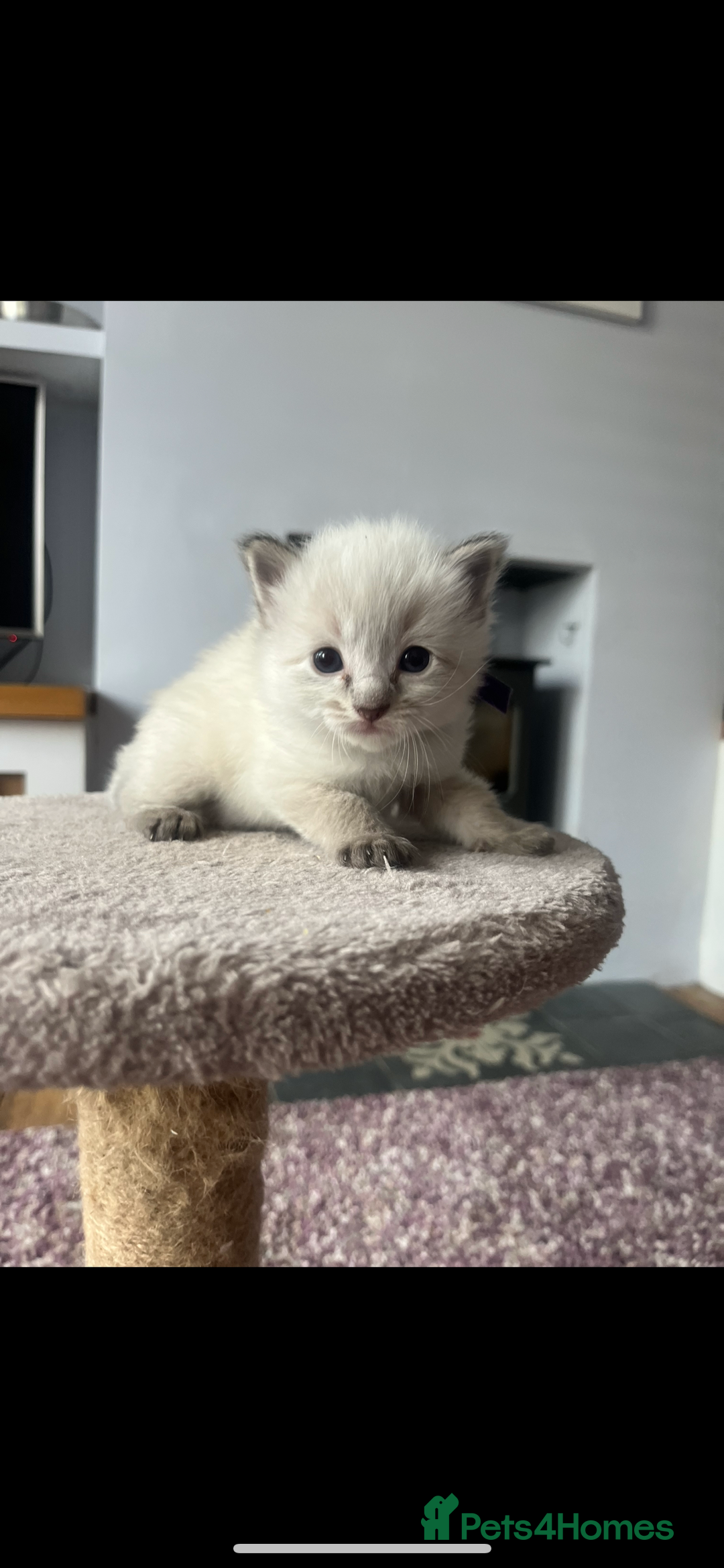 Ragdoll cats for sale: Gorgeous pedigree Ragdoll kittens for sale  - Image 4
