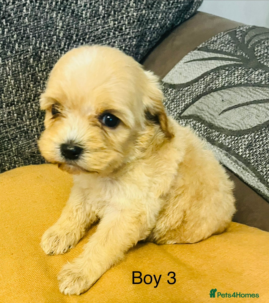 Cavapoochon dogs for sale: Stunning Cavapoochon puppies  - Advert 12