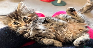 Mixed Breed cats Amiable mixed breed kittens - Advert 15