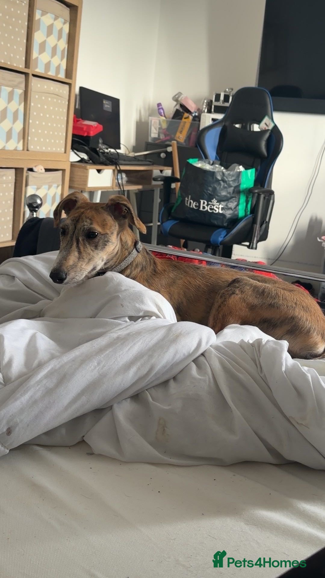 Lurcher dogs Scooby - Read Description  - Advert 6