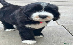 Sheepadoodle dogs for sale: unique sheepadoodles due - Image 34