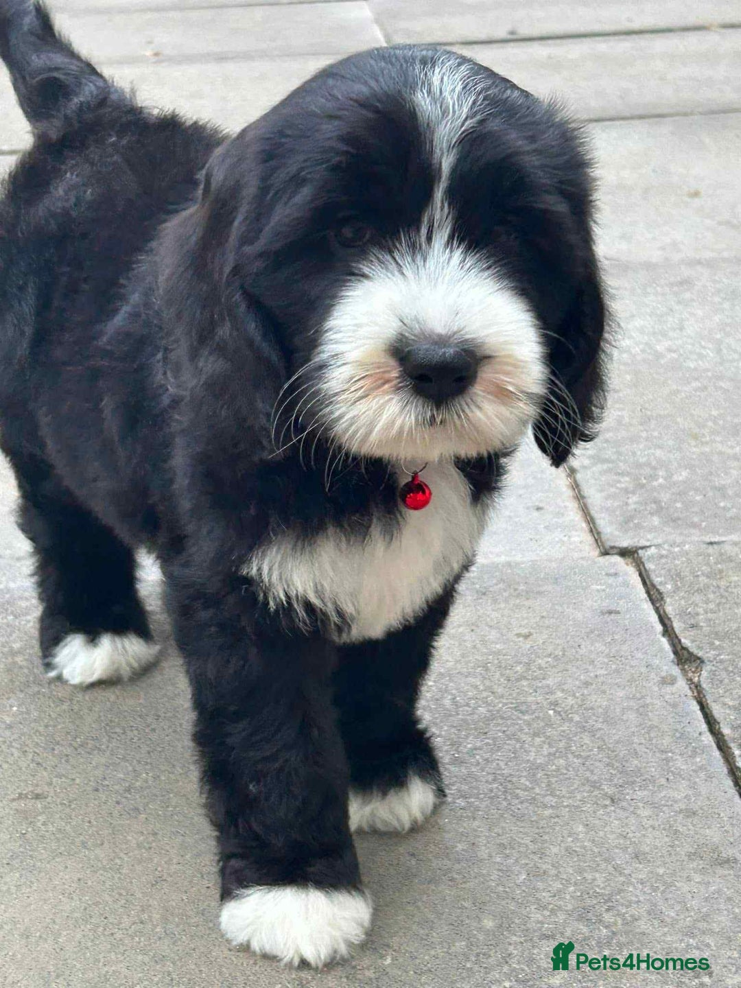 Sheepadoodle dogs for sale: unique sheepadoodles due - Image 34