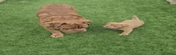 Olde English Bulldogge dogs for sale: Stunning Olde English Bulldogge Pups - Advert 5