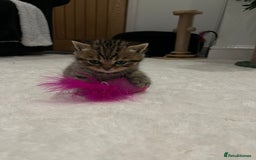 British Shorthair cats for sale: Stunning Scottish Straights - Image 9