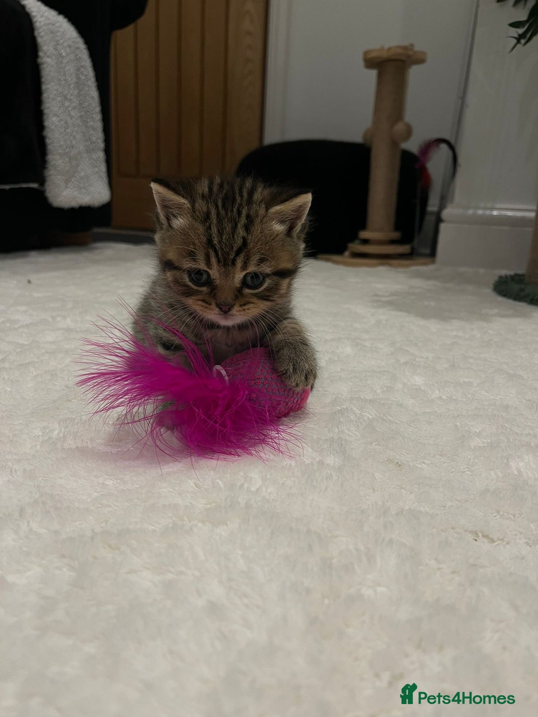 British Shorthair cats for sale: Stunning Scottish Straights - Image 9