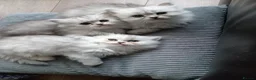 Persian cats for sale: 3 Pure Persian Chinchilla Kittens  - Advert 2