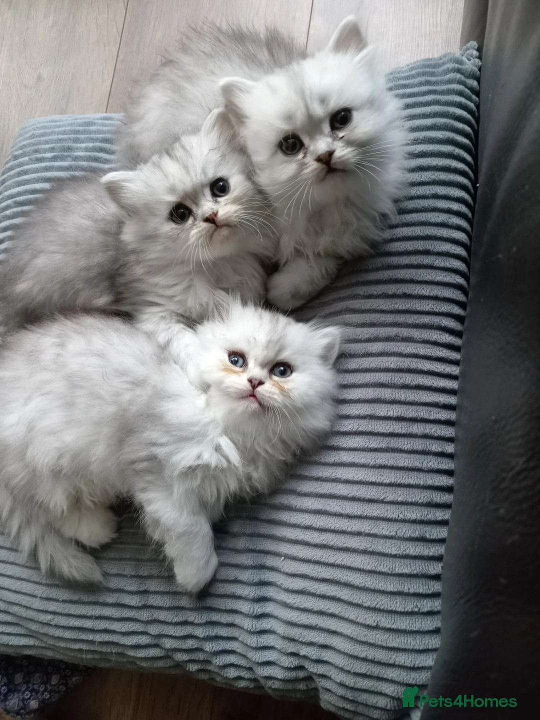 Persian cats for sale: 3 Pure Persian Chinchilla Kittens  - Advert 2