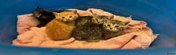 Mixed Breed cats for sale: Kittens for sale  in Nottingham - Advert 11