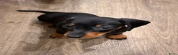 Miniature Dachshund dogs for sale: Miniature dachshund  - Advert 3