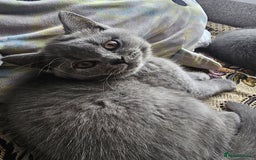 British Shorthair cats for sale: 3 FLUFFY BOY BRITISH SHORTHAIRS KITTENS READY   - Image 3