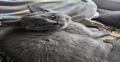 British Shorthair cats - Advert 7