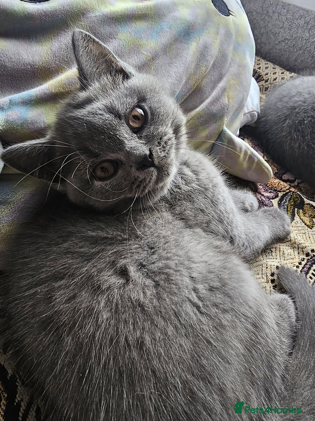 British Shorthair cats for sale: 3 FLUFFY BOY BRITISH SHORTHAIRS KITTENS READY   - Image 3