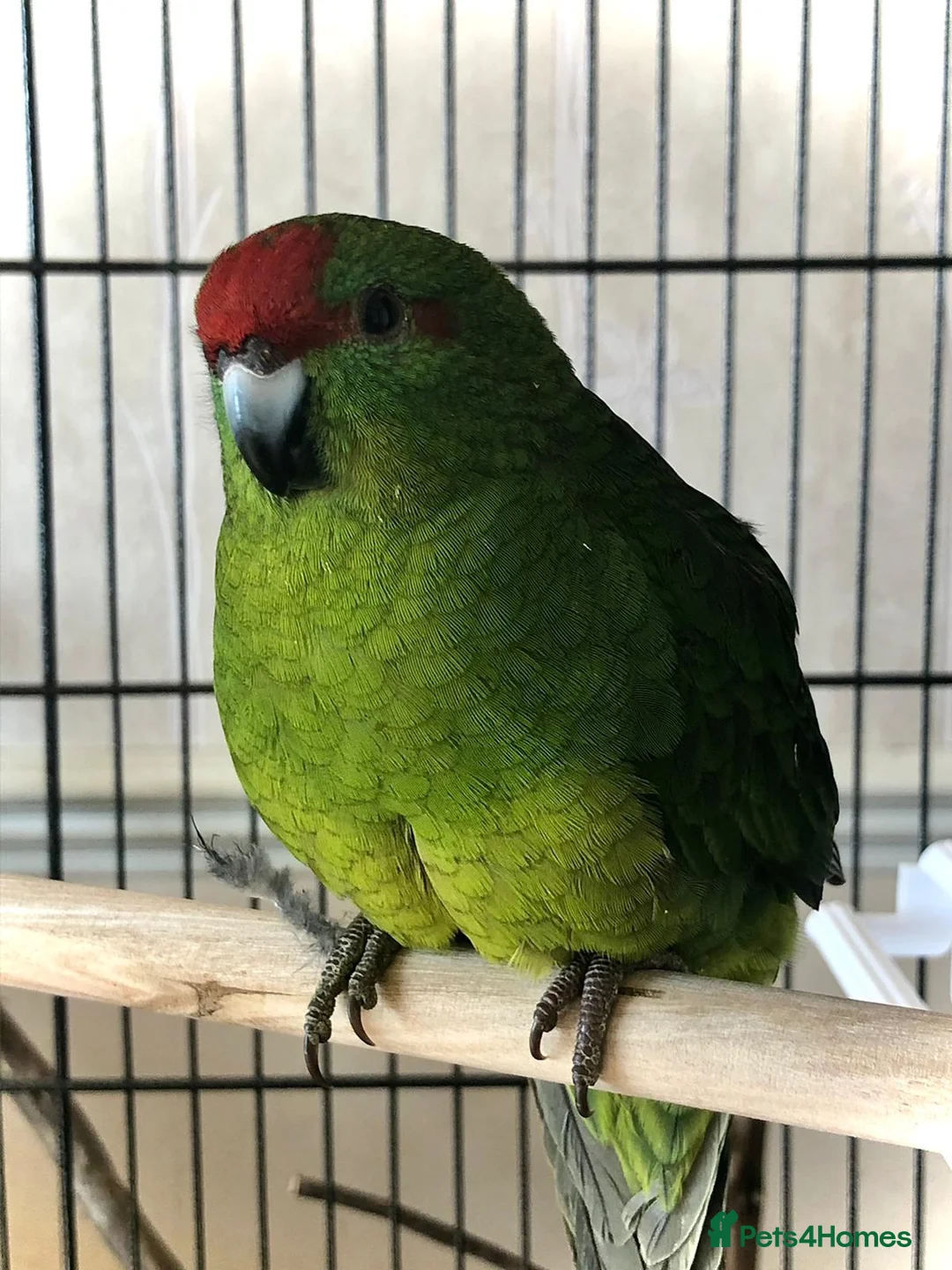 Parakeets birds for sale: 2 male and 1 female Kakariki parakeets  - Advert 1