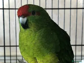 Parakeets birds 2 male and 1 female Kakariki parakeets - Advert 4