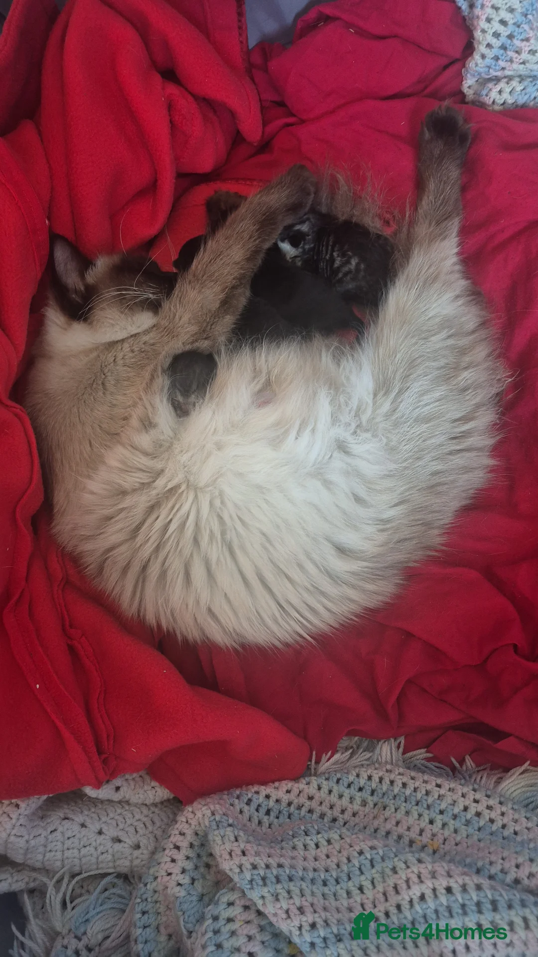 British Longhair cats for sale: Ragdoll crossed with a silver tabby kitten in Bognor Regis - Advert 2