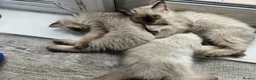 Ragdoll cats for sale: Beautiful Male/female ragdoll kittens - Advert 4