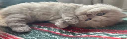 British Shorthair cats for sale: ✨ Stunning TICA Reg British shorthair Kittens - Advert 9
