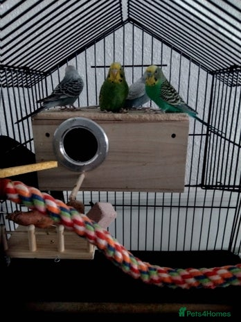 Budgerigars birds - Advert 14