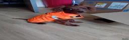 Cavapoo dogs for stud: For stud  - Advert 4