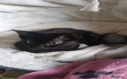 Mixed Breed cats for sale:  Kittens need new homes!! 🤗🤗 - Image 8