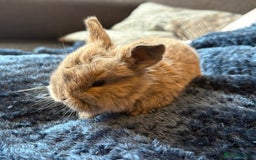 Mini Lop rabbits for sale: Pure Bred Mini Lop babies - Advert 14