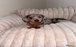 Miniature Dachshund dogs for sale: Miniature dachshund  - Image 6