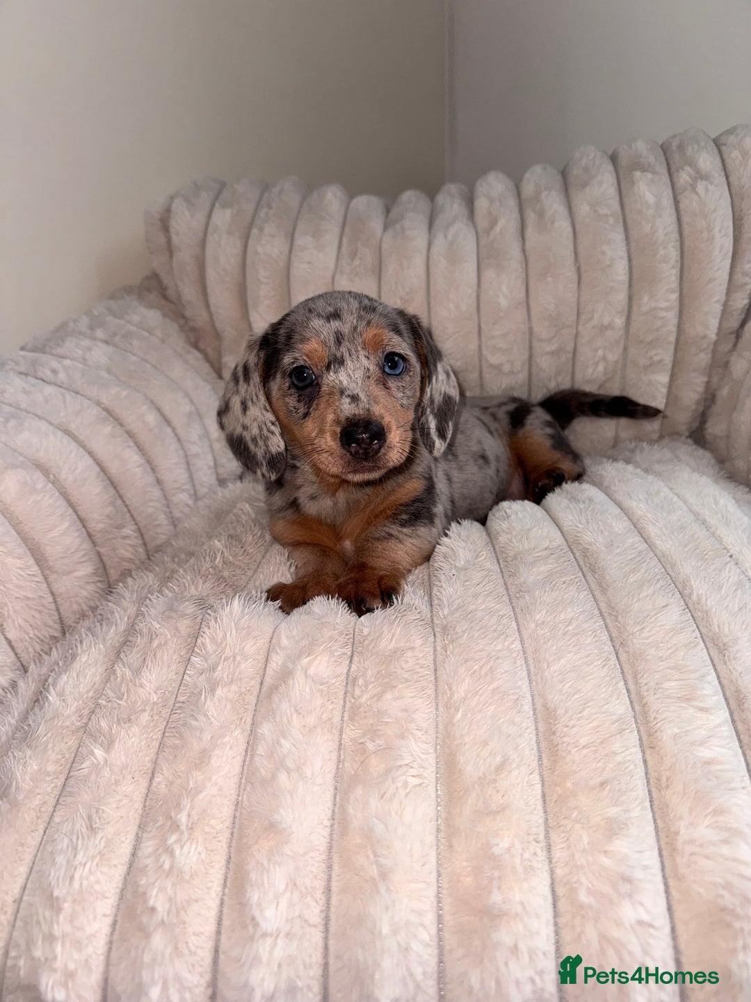 Miniature Dachshund dogs for sale: Miniature dachshund  - Image 6