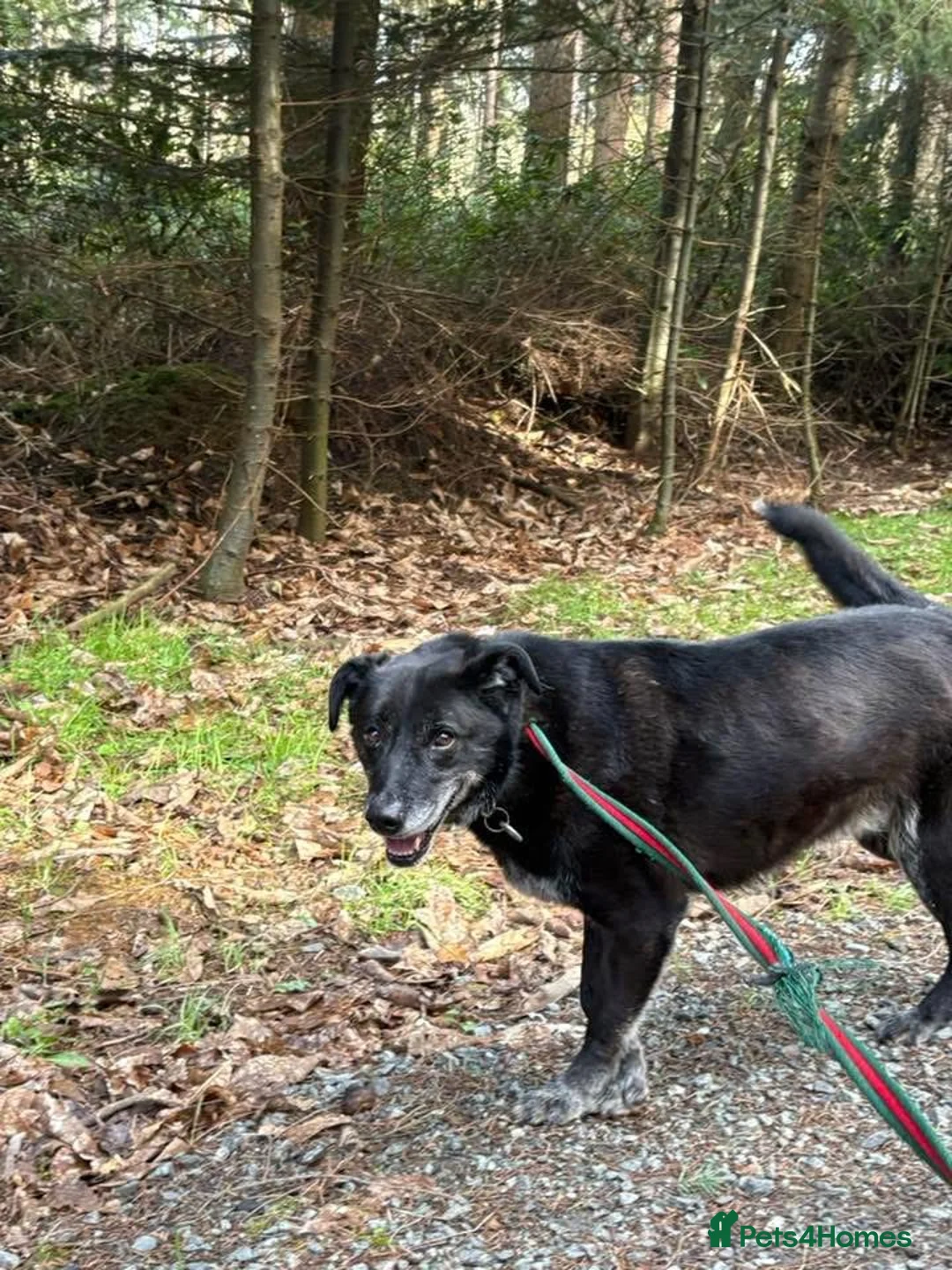 Mixed Breed dogs for adoption: Aramis - Norwich Norfolk  in Norwich - Advert 14