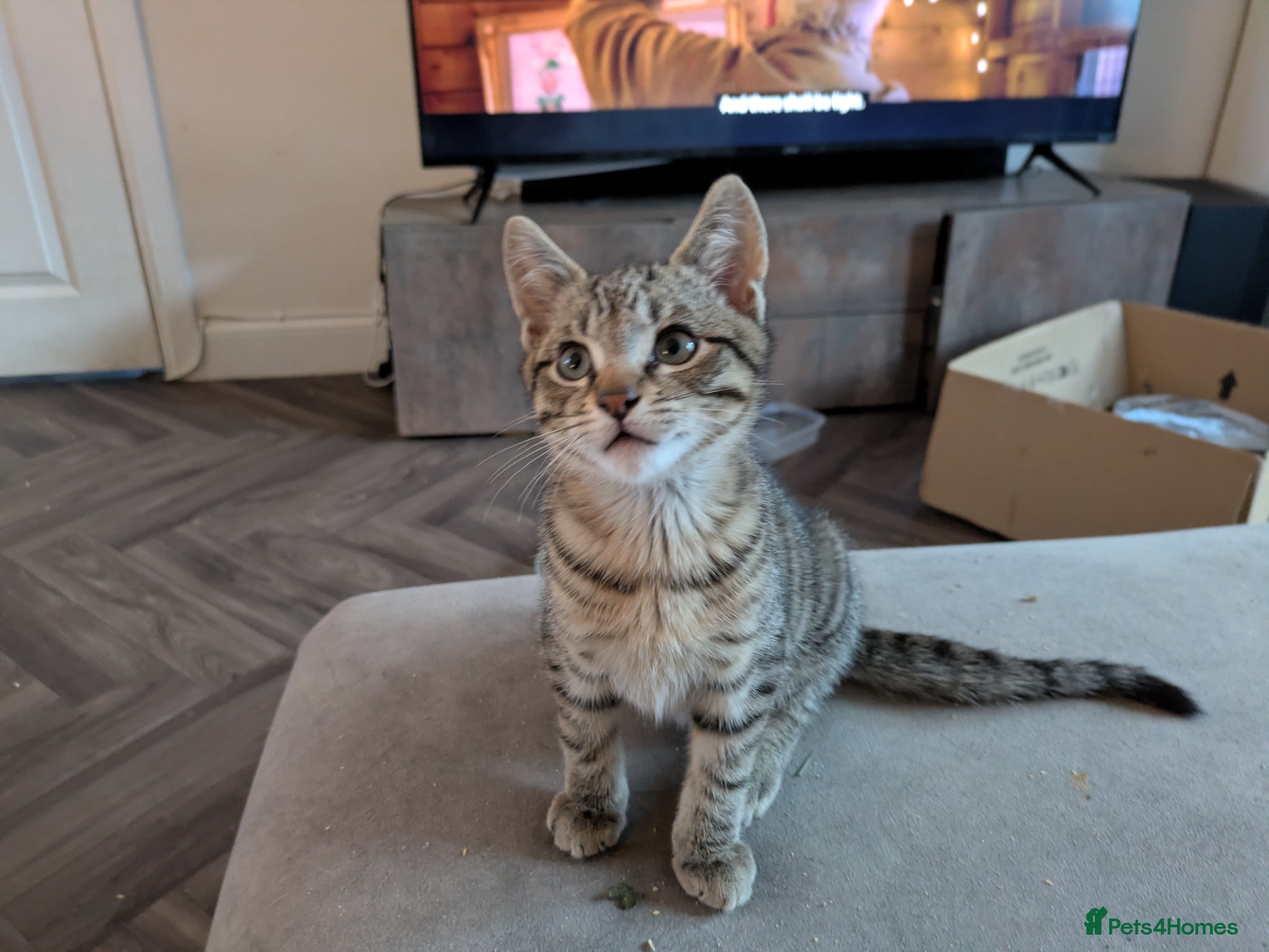 Bengal cats for sale: 3/4 BENGAL - READY TO GO!  - Advert 9
