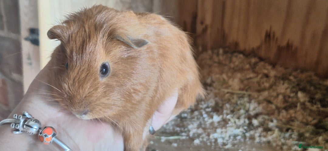 Guinea Pig rodents for sale: Funky male baby Guinea Pigs  - Image 6