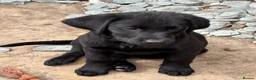 Labrador Retriever dogs for sale: Mixed litter black and blonde Labrador puppies  - Advert 22