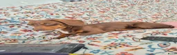 Miniature Dachshund dogs for sale: Beautiful smooth haired miniature duchounds - Advert 20