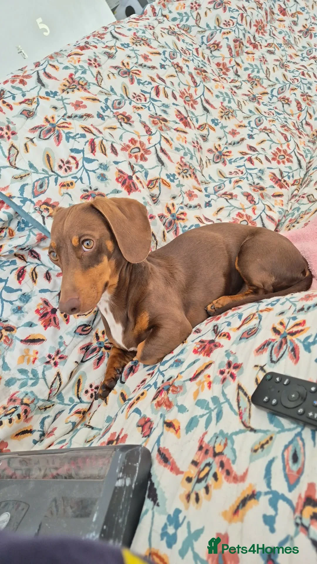 Miniature Dachshund dogs for sale: Beautiful smooth haired miniature duchounds - Advert 20