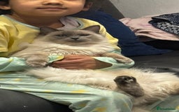 Ragdoll cats for sale: 20 month old  female ragdoll snowie  - Image 5