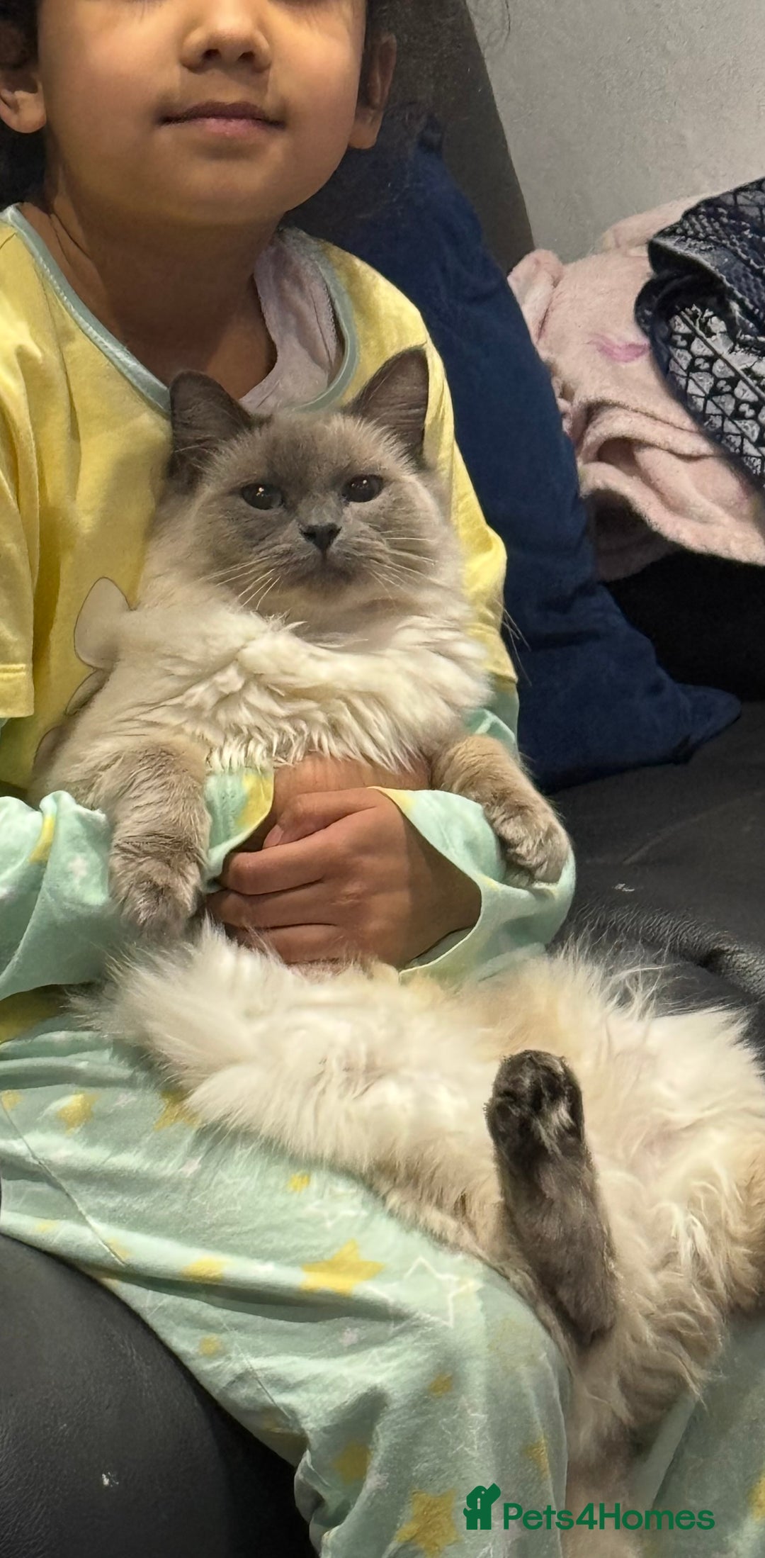 Ragdoll cats for sale: 20 month old  female ragdoll snowie  - Image 5