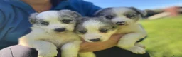 Border Collie dogs for sale: Border Collie puppies for sale 💙💙💙 - Advert 5