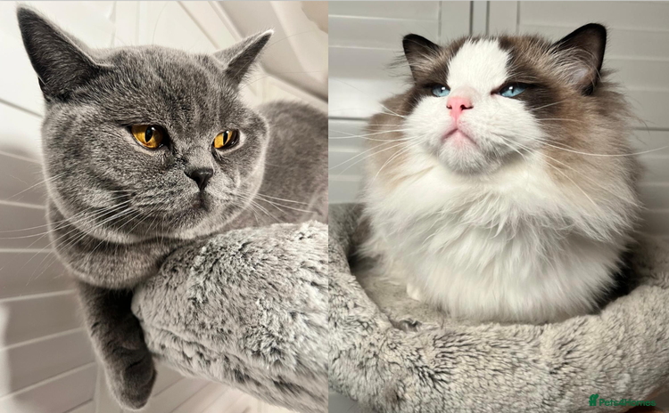 Ragdoll cats - Advert 15