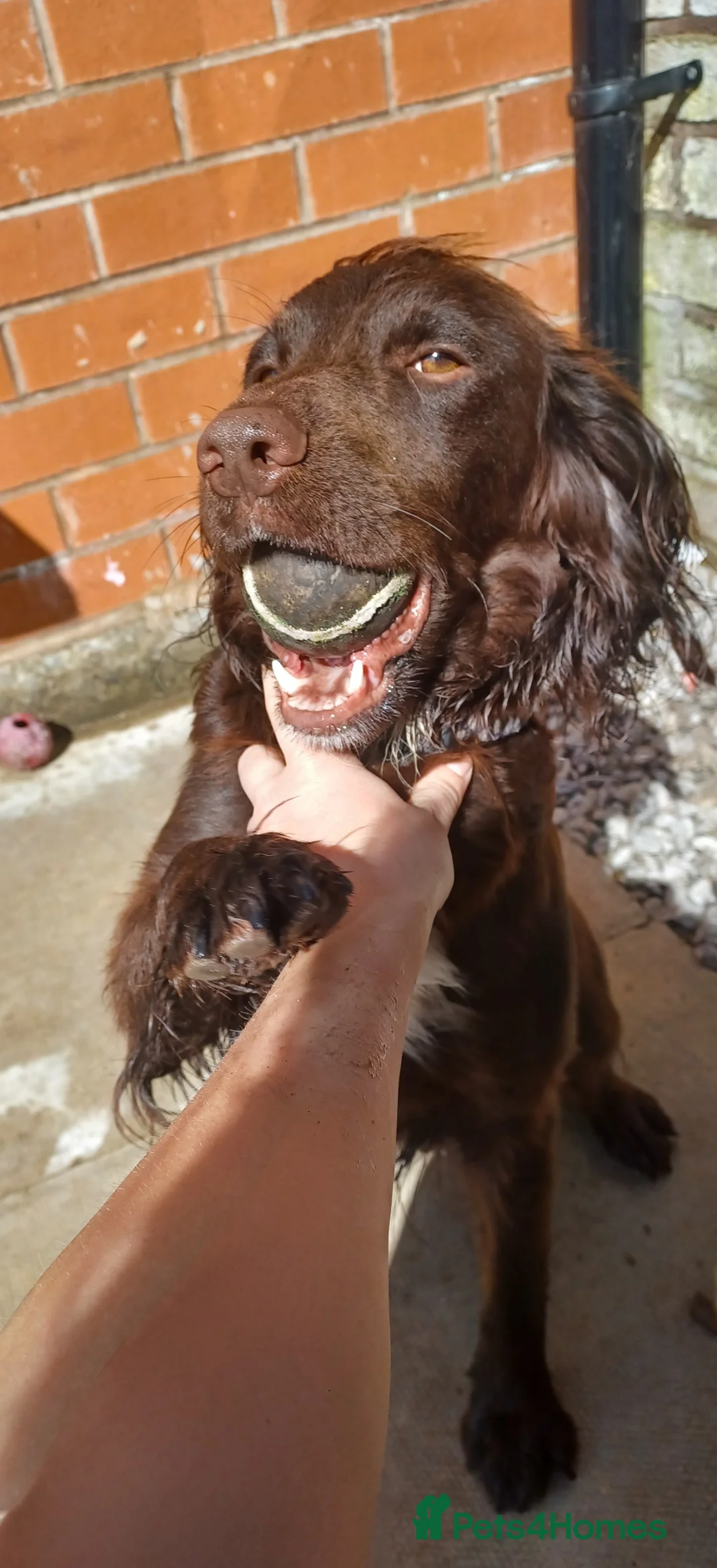 English Springer Spaniel dogs for sale: 9 week old puppy  - Advert 2