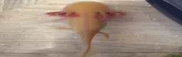 Axolotl reptiles for sale: 5 axolotls and set up. - Advert 4
