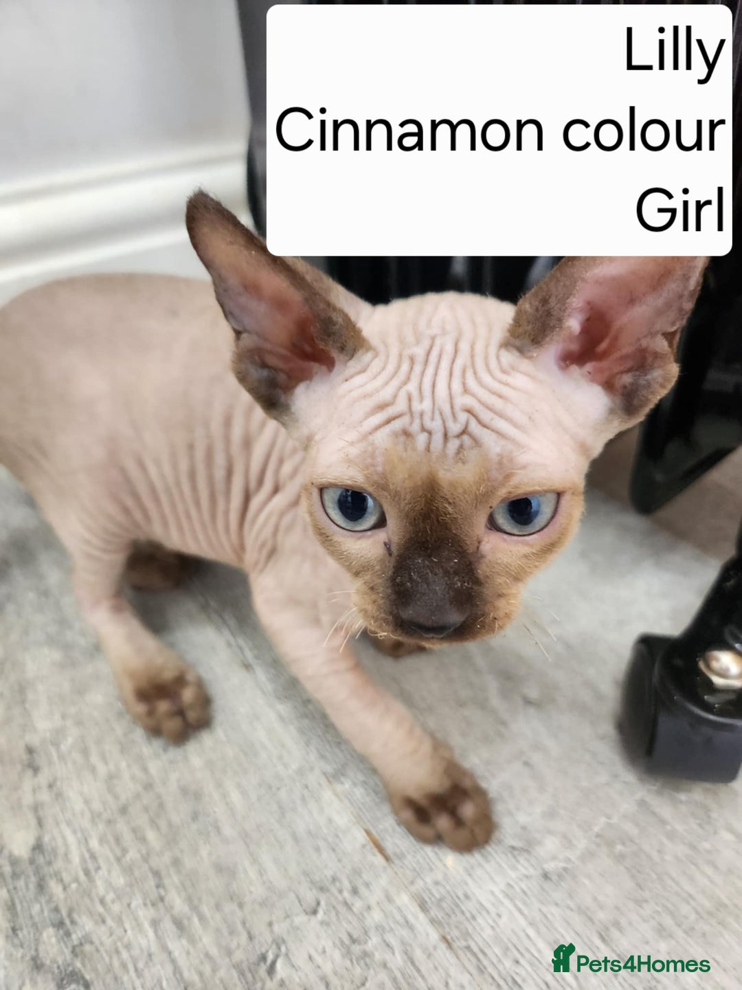 Sphynx cats for sale: REDUCED Ready now qualityTica Canadian kittens - Image 4