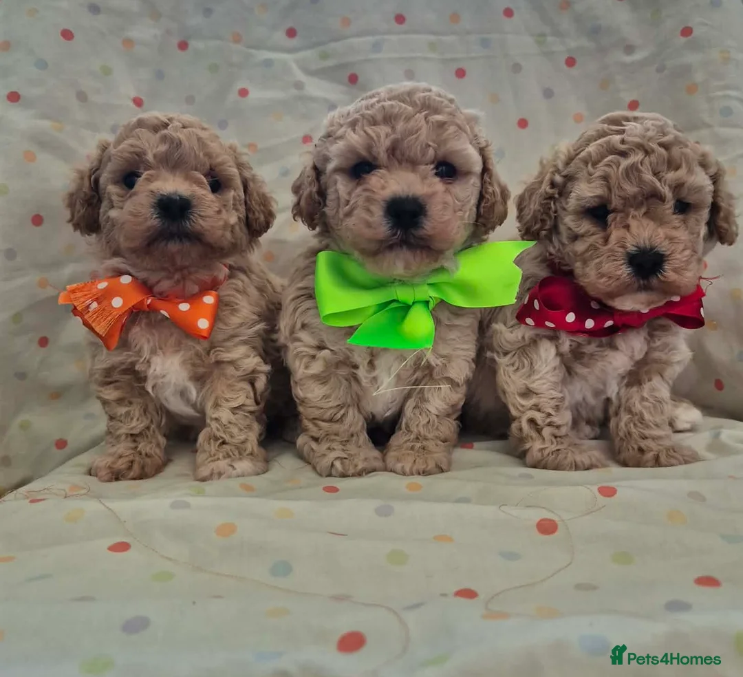 Maltipoo dogs for sale: Adorable Maltipoo Puppies 💕 in Manchester - Advert 1