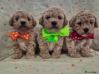 Maltipoo dogs Adorable Maltipoo Puppies 💕 in Manchester - Advert 4