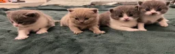 British Shorthair cats for sale: Beautiful British Shirt Hair Kittens - Advert 2