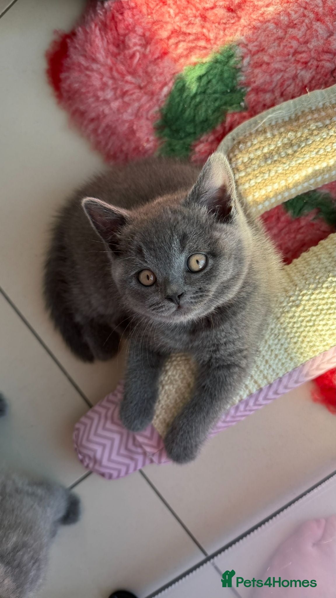 British Shorthair cats Gorgeous GCCF Reg British Blue Shorthair Kittens - Advert 6