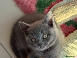 British Shorthair cats Gorgeous GCCF Reg British Blue Shorthair Kittens - Advert 6
