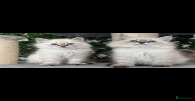 Siberian cats - Advert 8