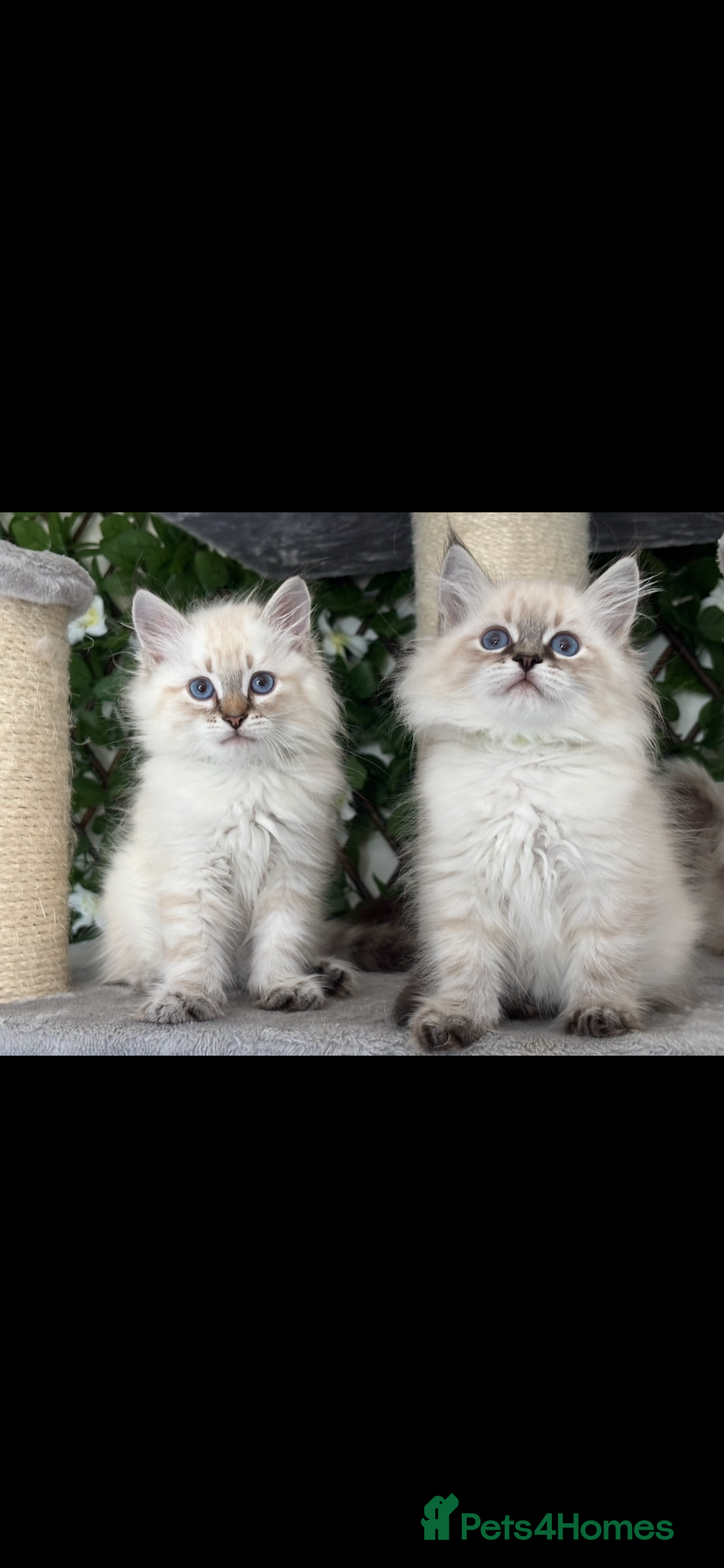 Siberian cats for sale: ✅3 WEEKS OLD BABIES AVAILABLE✅ - Advert 3