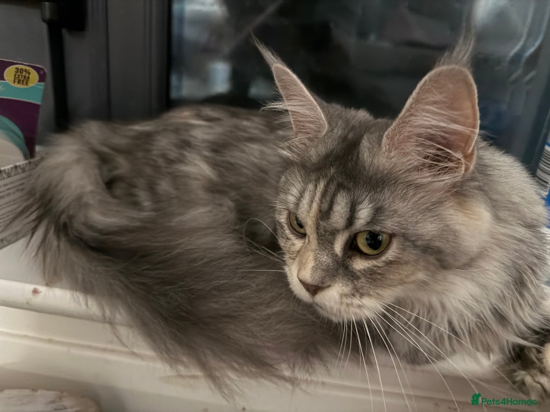 Maine Coon cats for sale: Superb full pedigree Maine Coon Kittens  - Advert 11