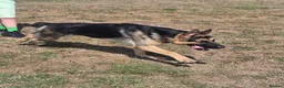 German Shepherd dogs for stud: Straight back stunning B&T Stud - Advert 19